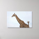 Recherche de camelopardalis de giraffa Dehors