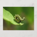 Recherche de support de cartes postales Nature