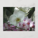 Recherche de orchidée blanche cartes postales Nature