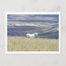 Recherche de mustang cartes postales Cowgirl