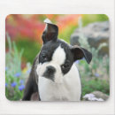Recherche de photo drôle chien tapis souris Chiot