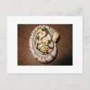 Recherche de serpent python cartes postales Nature