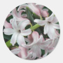 Recherche de hyacinthe autocollants Rose