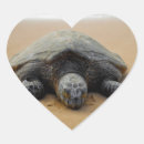 Recherche de tortues autocollants Animal