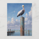 Recherche de pélicans cartes postales Plage