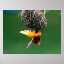 Recherche de image de masque posters Animal