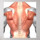 Recherche de fibres musculaires posters Détail