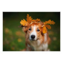 Recherche de border collie art Colley