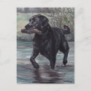 Recherche de labrador retriever noir cartes postales Chiot