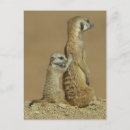 Recherche de le botswana cartes postales Vertical
