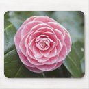 Recherche de rhododendron tapis souris Rose