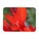 Recherche de fleur lys magnets Mensonge