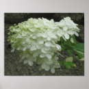 Recherche de hortensia posters Nature