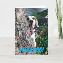 Recherche de humble vœux cartes Animal