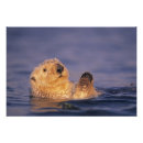 Recherche de loutre mignonne posters Loutre de mer