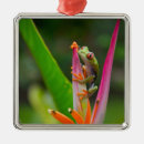 Recherche de costa rica ornamente Fleur