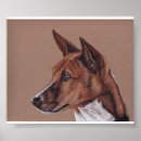 Recherche de basenji Canin