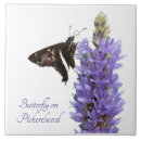 Recherche de papillon blanc carreaux Nature