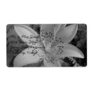 Recherche de tiger lily Photographie