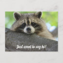 Recherche de cute raccoon cartes postales Faune