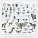 Recherche de entomologie autocollants Anglais