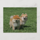 Recherche de pomeranians cartes postales Chiens