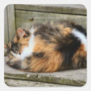 Recherche de fourrure animale autocollants Chat