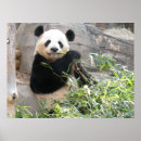 Recherche de panda bear art Wildlife