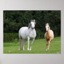 Recherche de foies posters Chevaux
