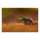 Recherche de de mur de grenouille posters Grenouilles