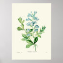Recherche de australis Illustration