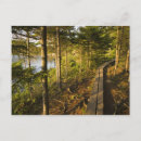 Recherche de bois naturel cartes postales Lumière