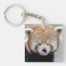 Recherche de panda photographie Asie