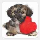 Recherche de chien bichon autocollants Animaux