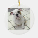 Recherche de chiot bouledogue ornements Mignon