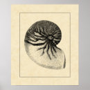 Recherche de coquillages art Vie marine