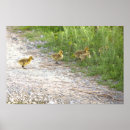 Recherche de oiseau de bébé posters Pour tous