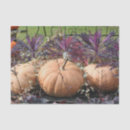 Recherche de découpage de citrouille Pour elle