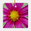 Recherche de pourpre de fleur ornements Nature