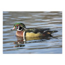 Recherche de canard photographie Noir