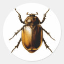 Recherche de beetle insect autocollants Animal
