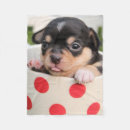 Recherche de chihuahua maison décorations Mignon