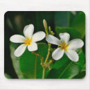 Recherche de frangipani tapis souris Plumérie