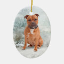 Recherche de staffie ornements Chien