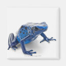 Recherche de blooded magnets Amphibie