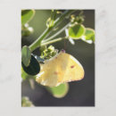 Recherche de images papillons cartes postales Insecte