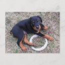 Recherche de frisbee cartes postales Chiot