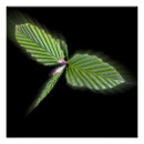 Recherche de libellules posters Feuille