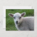Recherche de agneaux cartes postales Bébé