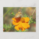 Recherche de images papillons cartes postales Pour elle